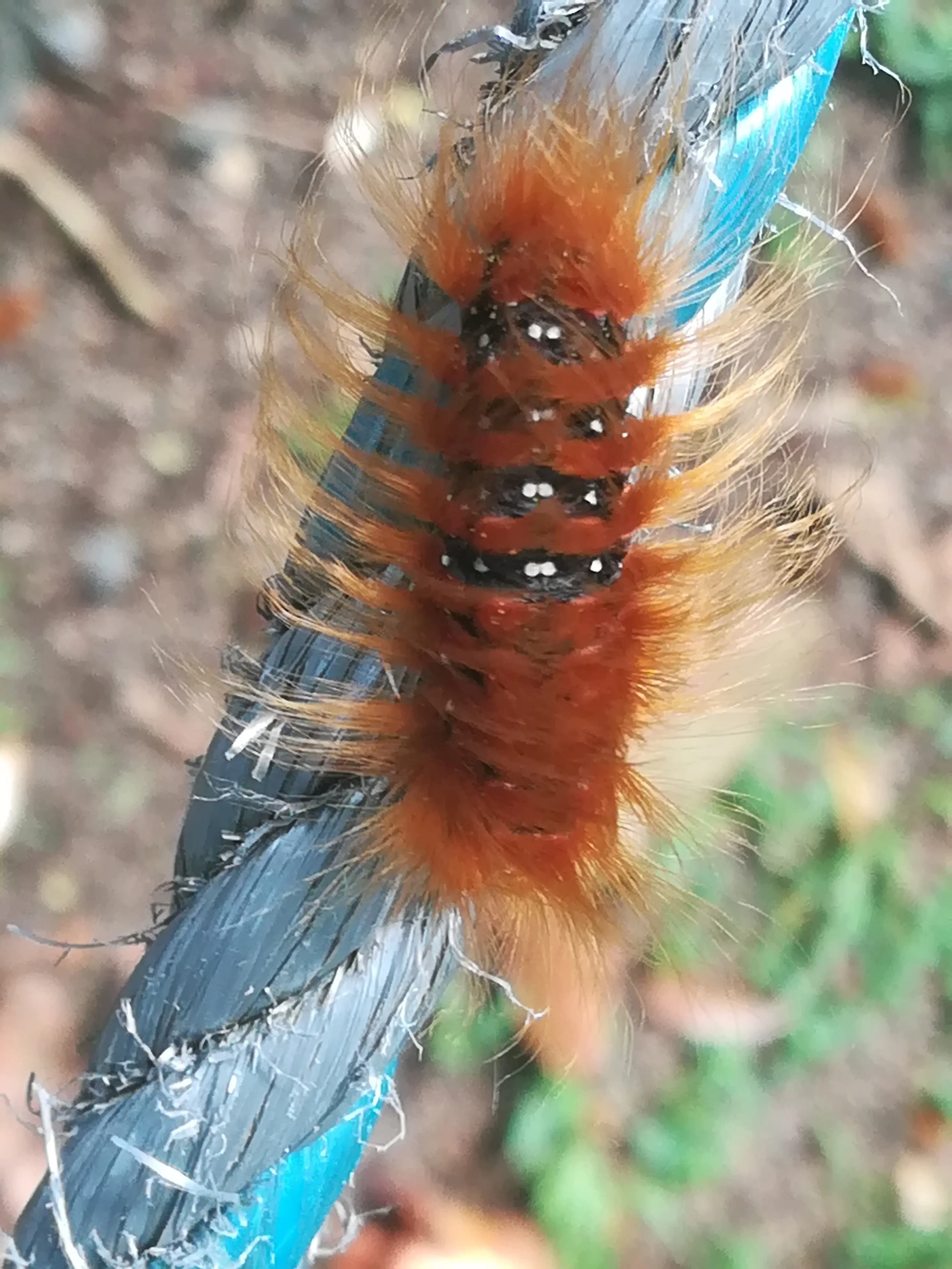 &Fotowelt - Insekten